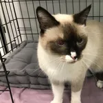 Kocurek poz. 24/248/K