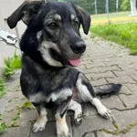 Pies do adopcji, Kielce, 10 czerwca 2024