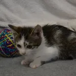 Przyjęty: 2024-06-10 Gmina: Oświęcim Płeć: Kotka Opis: europejska, biało-bura