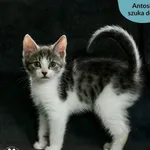 Kot do adopcji, Dąbrówka, 11 czerwca 2024