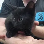 Kocurek poz. 24/254/K