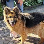 Znaleziono psa, Toruń, 9 czerwca 2024