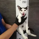 Przyjęty: 2024-06-10 Gmina: Brzeszcze Płeć: Kotka Opis: europejska, biało-czarne