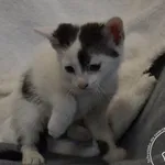 Przyjęty: 2024-06-10 Gmina: Brzeszcze Płeć: Kocur Opis: europejska, biało-czarne