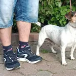 Znaleziono psa, Toruń, 5 czerwca 2024