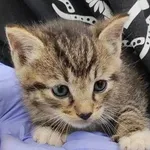 Kocurek poz. 24/243/K