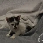 Przyjęty: 2024-06-10 Gmina: Brzeszcze Płeć: Kotka Opis: europejska, biało-czarne