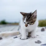 Kot do adopcji, Racławice, 8 czerwca 2024