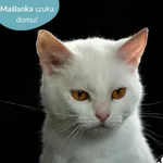 Kot do adopcji, Dąbrówka, 12 czerwca 2024