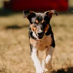 Nemo 616093902519408