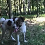 Pies do adopcji, Brodnica, 16 sierpnia 2021