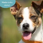 Pies do adopcji, Dąbrówka, 12 czerwca 2024