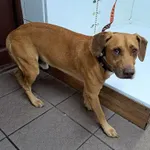 Bytom mieszaniec rudy biały krawat pies 330/2023