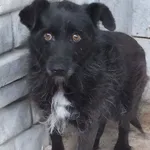 Miranda to suka przywieziona w dniu 27.05.2024r z terenu gm. Trojanów, mała, boi się obcych osób