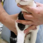 Znaleziono kota, Łódź, 11 czerwca 2024