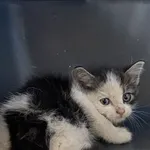 Nr: 221/2024 - Kot z Świdnica Miasto