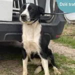 Znaleziono psa, Dąbrówka, 12 czerwca 2024