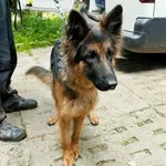 Znaleziono psa, Wałbrzych, 11 czerwca 2024