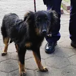 Znaleziono psa, Toruń, 11 czerwca 2024