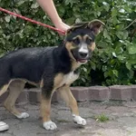 Znaleziono psa, Toruń, 10 czerwca 2024