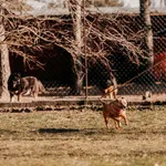 Pies do adopcji, Czartki, 13 czerwca 2024