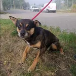 Znaleziono psa, Grudziądz, 13 czerwca 2024