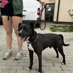 Znaleziono psa, Świdnica, 14 czerwca 2024