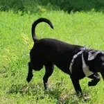 Pies do adopcji, Oborniki, 7 maja 2024
