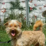 Znaleziono psa, Grudziądz, 21 marca 2024