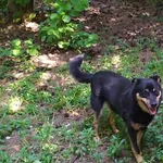 Pies do adopcji, Brodnica, 6 sierpnia 2020