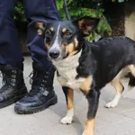 Znaleziono psa, Łódź, 14 czerwca 2024