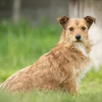 Pies do adopcji, Bełchatów, 12 kwietnia 2024