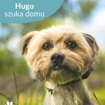 Pies do adopcji, Dąbrówka, 14 czerwca 2024
