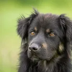 Pies do adopcji, Bełchatów, 20 września 2023