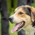 Pies do adopcji, Bełchatów, 7 kwietnia 2024
