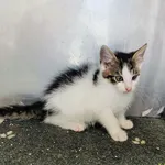 Kot do adopcji, Racławice, 16 kwietnia 2024