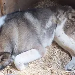 Czesmir to pies przywieziony w dniu 04.06.2024r z terenu gm. Szulborze Wielkie, w bardzo złym stanie, jest leczony, średni w dniu 14.06.2024r, poczuł się lepiej, nabiera sił