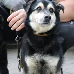Znaleziono psa, Łódź, 16 czerwca 2024