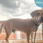 Znaleziono psa, Dąbrówka, 13 czerwca 2024