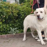 Znaleziono psa, Toruń, 13 czerwca 2024