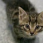 Kot do adopcji, Wałbrzych, 16 maja 2024