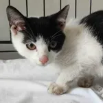 Kocurek poz. 24/280/K