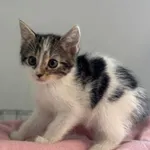 Kot do adopcji, Świdnica, 29 maja 2024