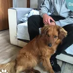 Znaleziono psa, Dąbrówka, 16 czerwca 2024