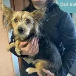 Znaleziono psa, Dąbrówka, 13 czerwca 2024