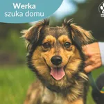 Pies do adopcji, Dąbrówka, 17 czerwca 2024