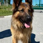 Znaleziono psa, Gdańsk, 18 czerwca 2024