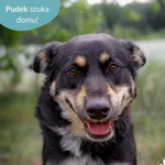Pudek
