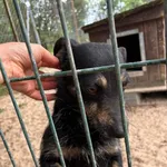 Pies do adopcji, Przyborówko, 17 czerwca 2024