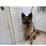 Znaleziono psa, Białystok, 18 czerwca 2024